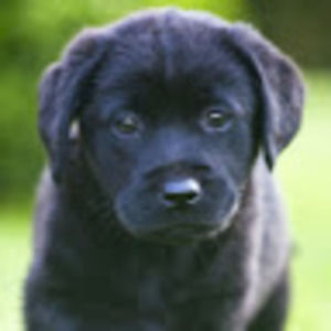 Meet your Posher, Bonnie